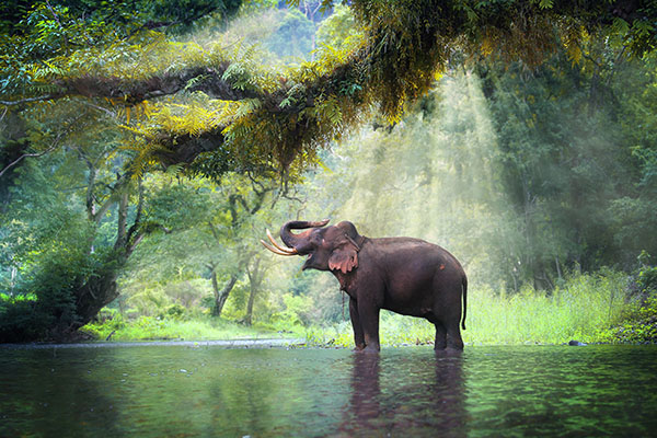 Image of Elephant